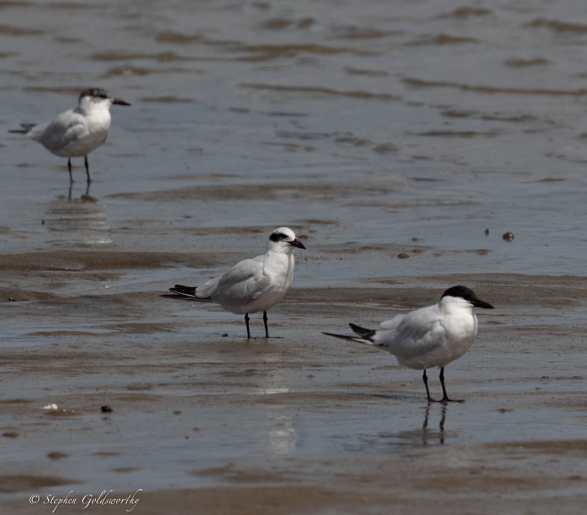 Australian Tern - ML623747182