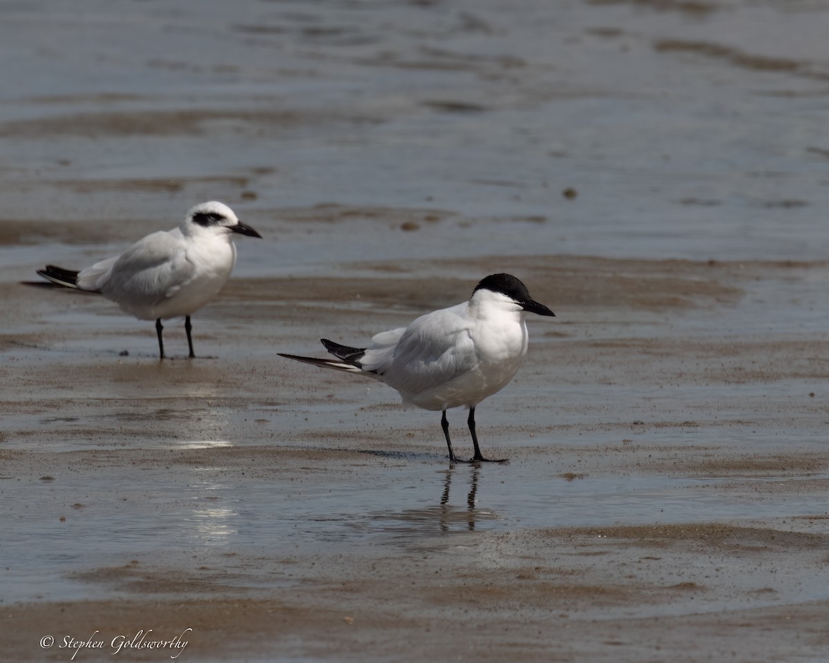 Australian Tern - ML623747183