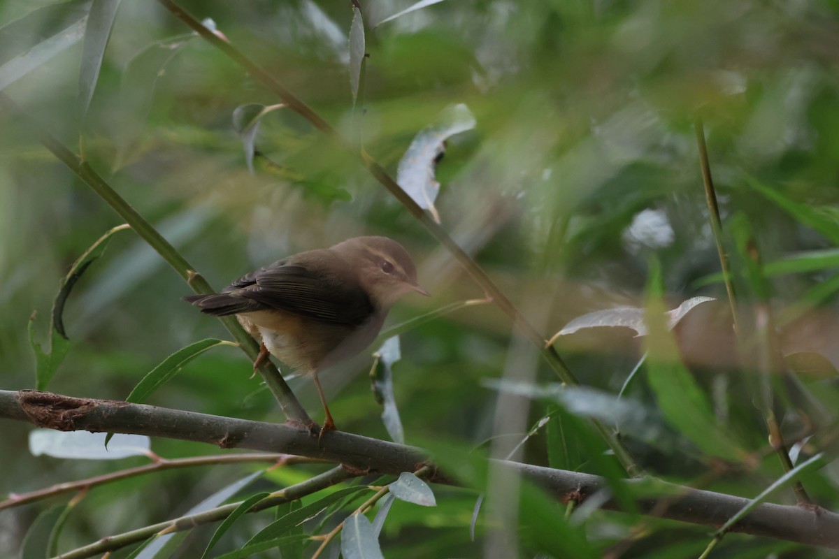 Dusky Warbler - Oscar T.C.