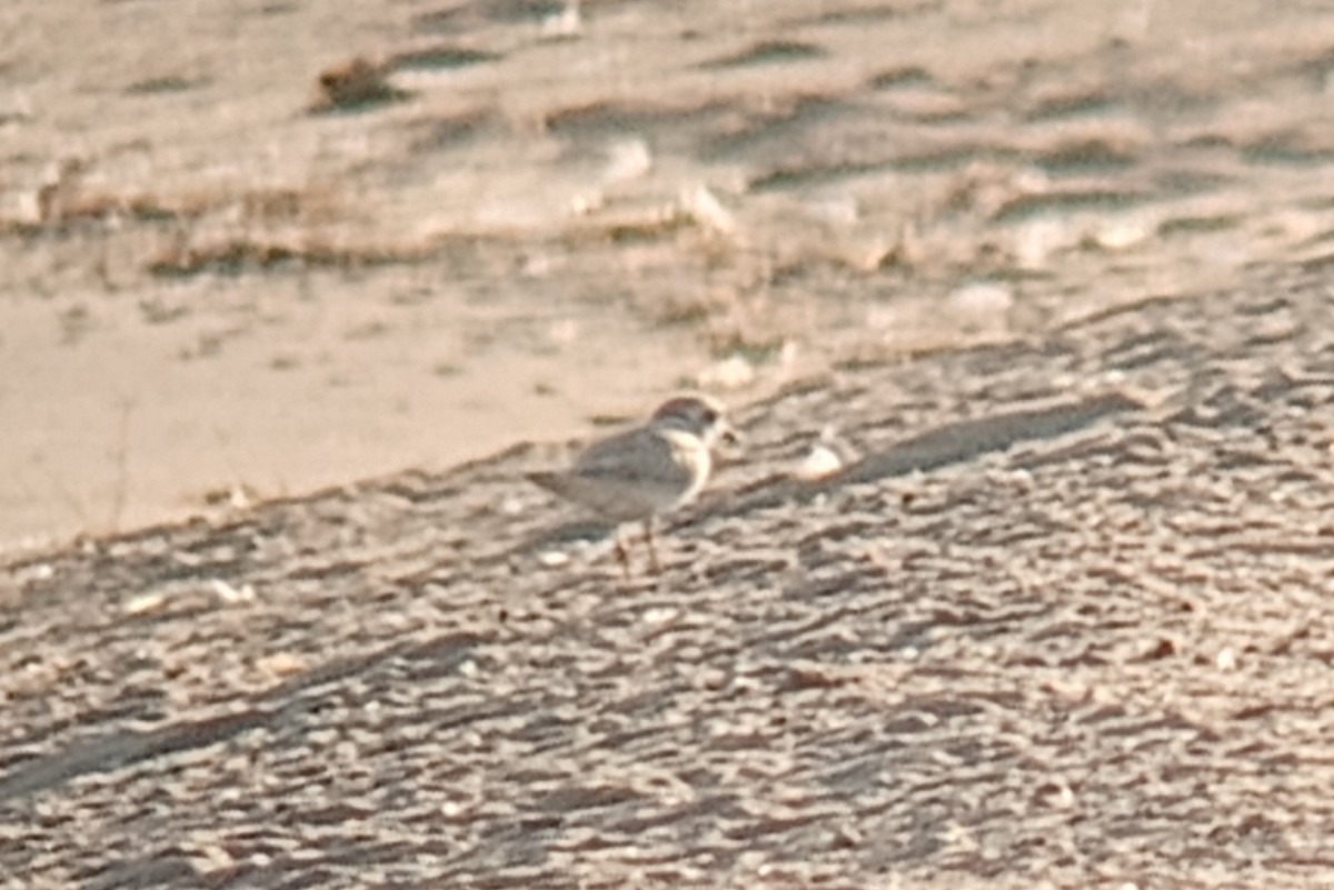 Piping Plover - ML623747200