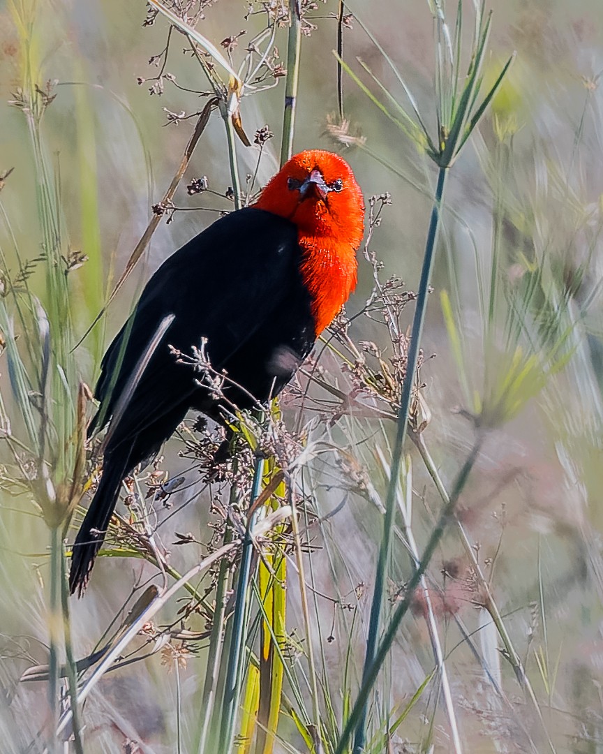 Scarlet-headed Blackbird - ML623747208