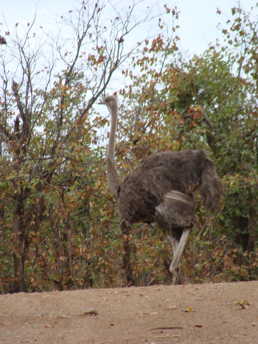 Common Ostrich - ML623747232