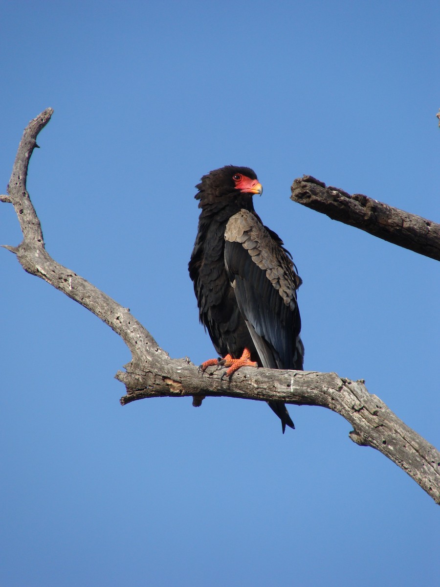 Bateleur - ML623747251
