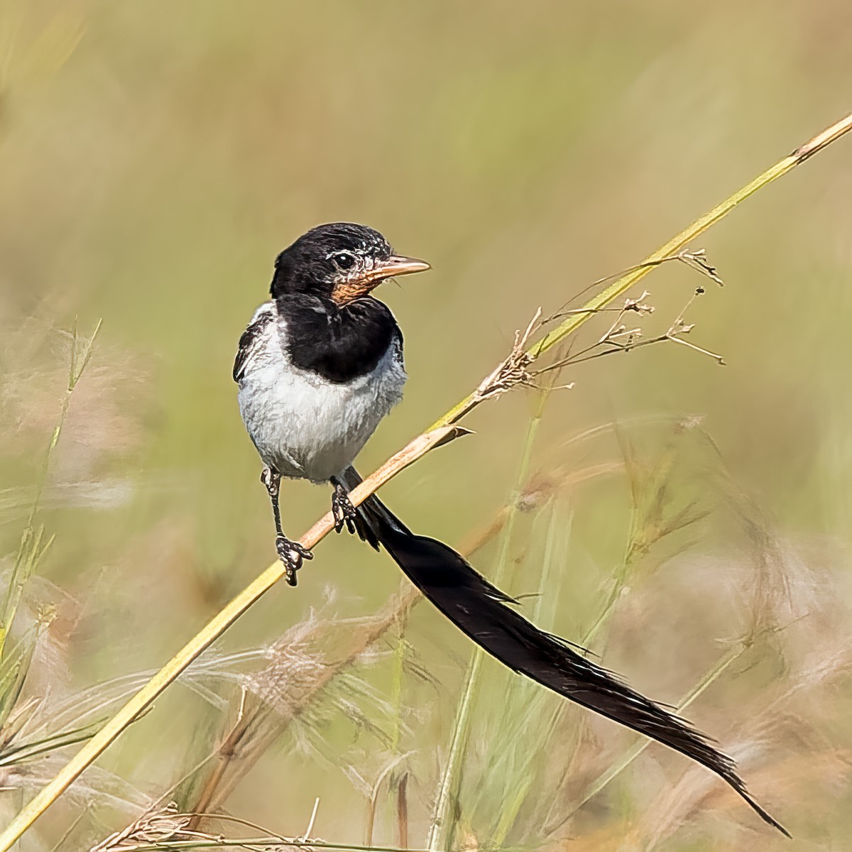 Strange-tailed Tyrant - ML623747266