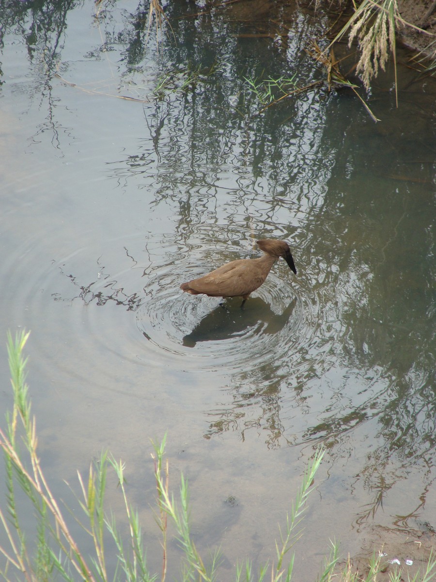 Hamerkop - ML623747268