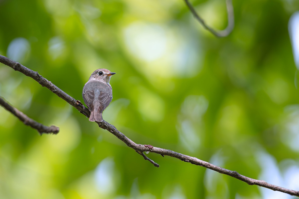 Asian Brown Flycatcher - ML623747272