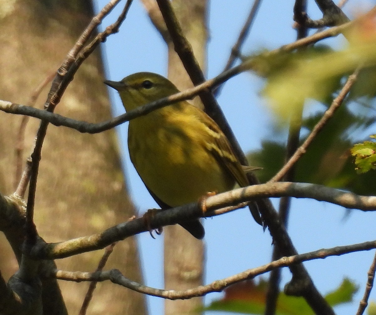 Blackpoll Warbler - Dennis Haessly