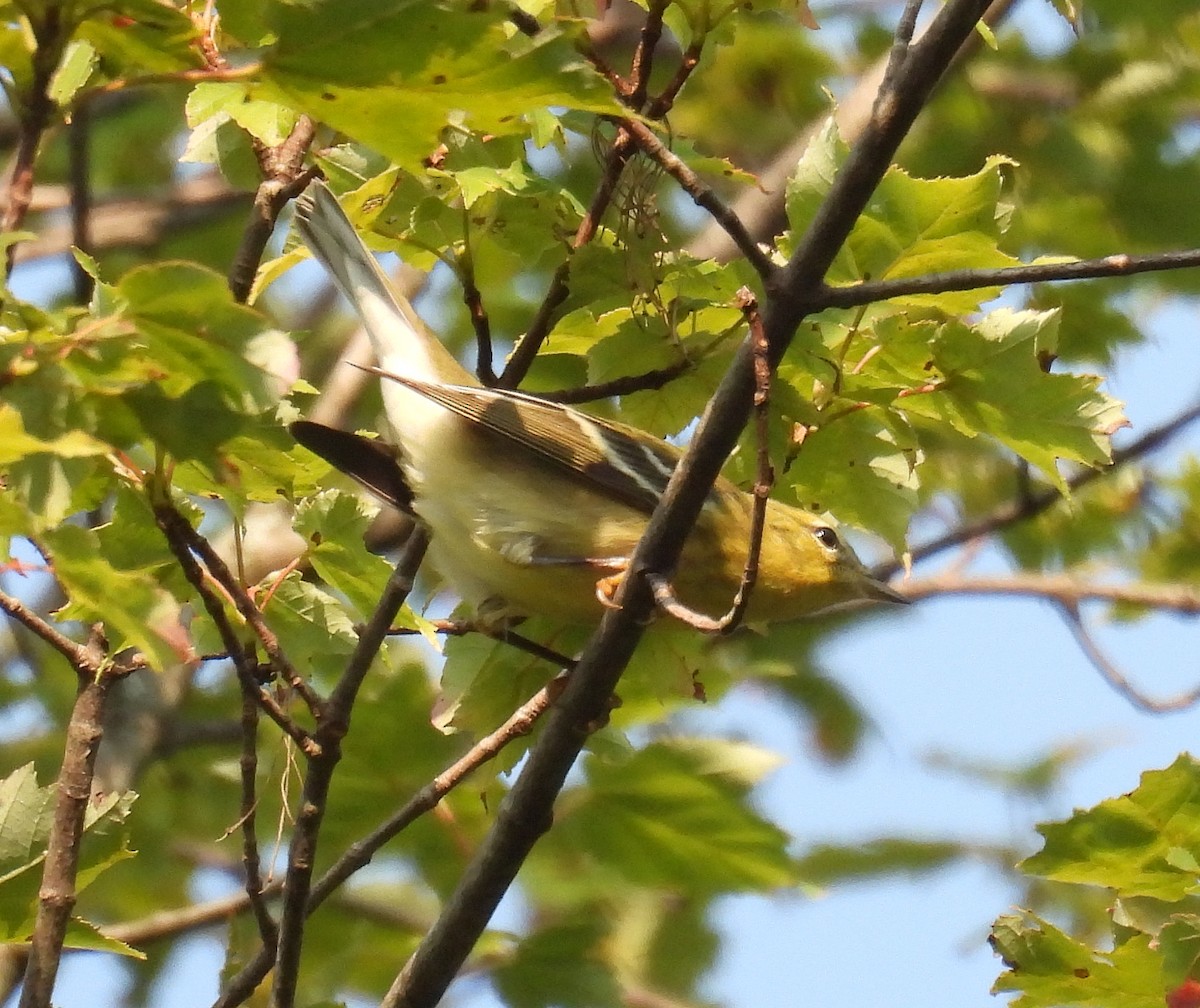 Blackpoll Warbler - Dennis Haessly