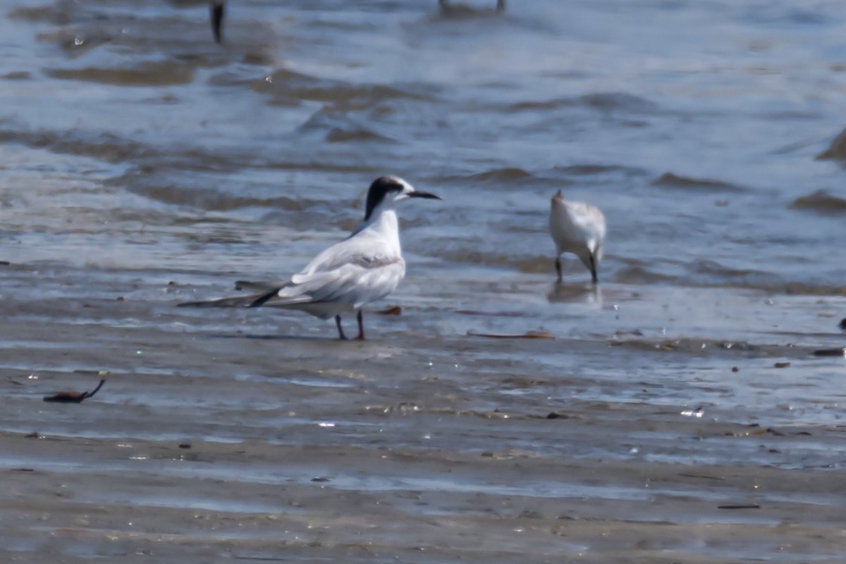 Common Tern - ML623747280