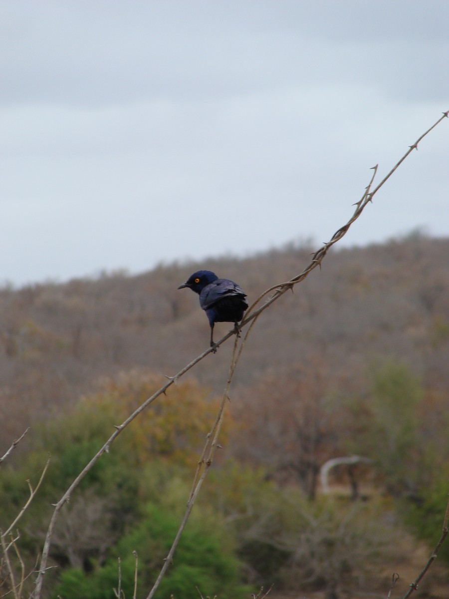 Greater Blue-eared Starling - ML623747283