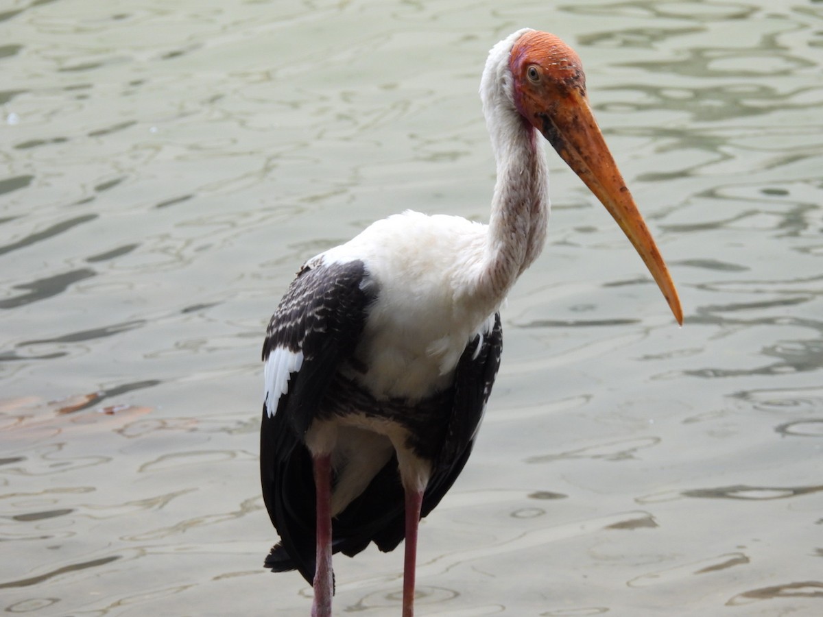 Painted Stork - ML623747314