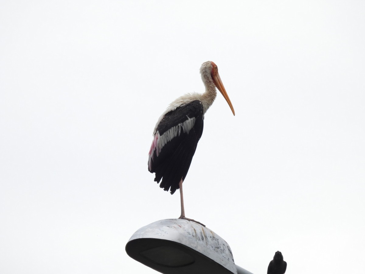 Painted Stork - ML623747315