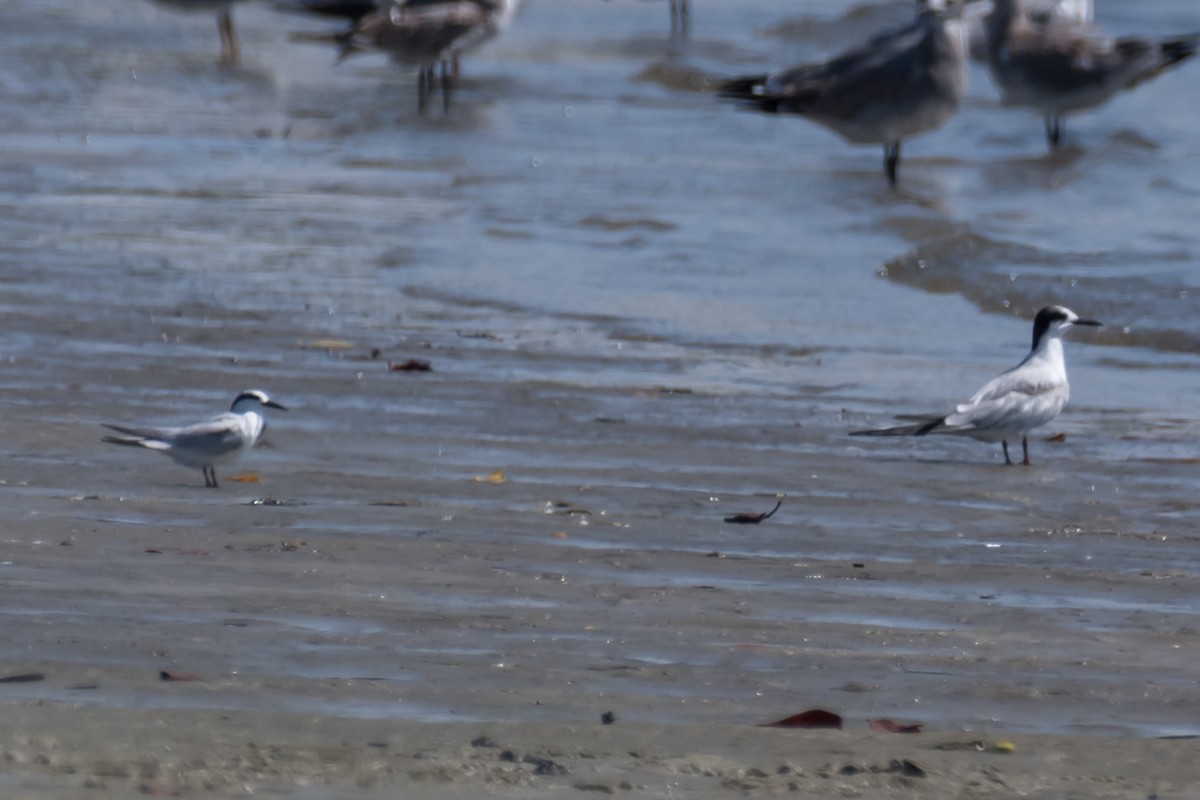 Least Tern - ML623747316