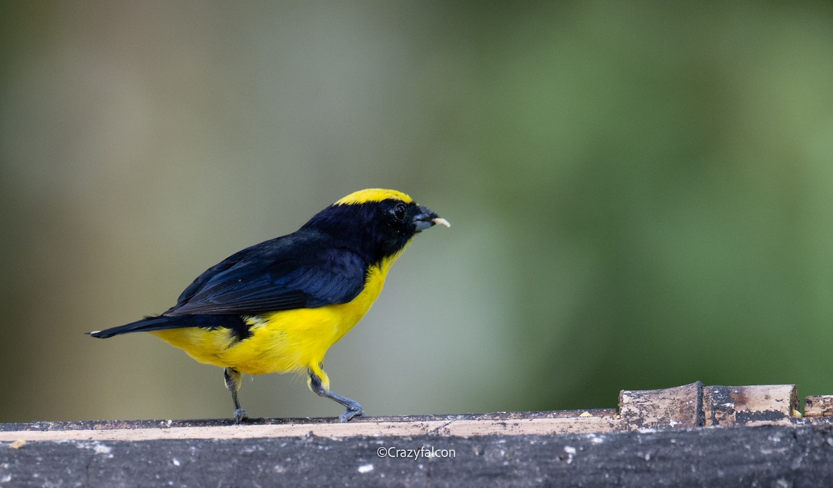 Orange-crowned Euphonia - ML623747338