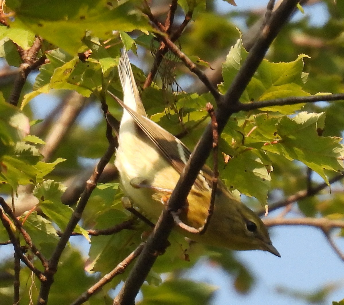 Blackpoll Warbler - ML623747369