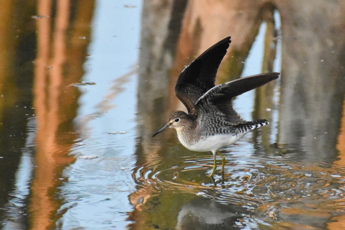 Solitary Sandpiper - ML623747370