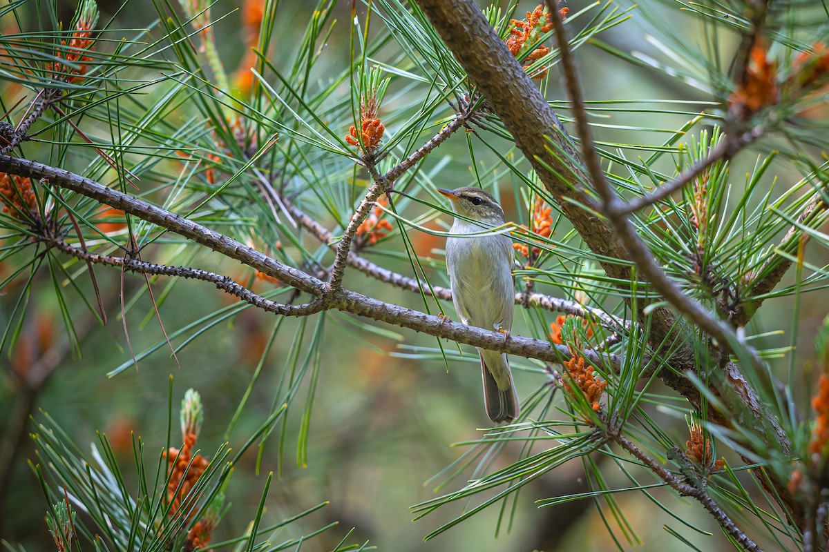 Arctic Warbler - ML623747388