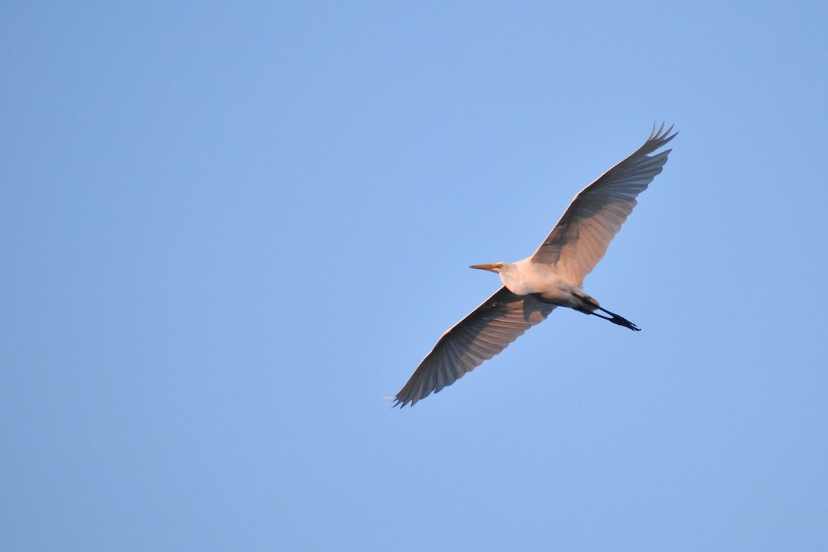 Great Egret - ML623747391