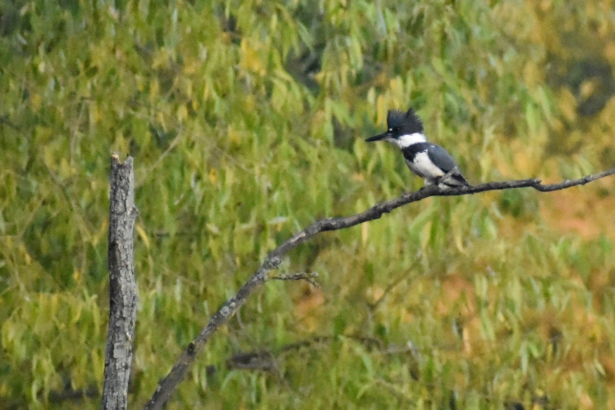 Belted Kingfisher - ML623747404