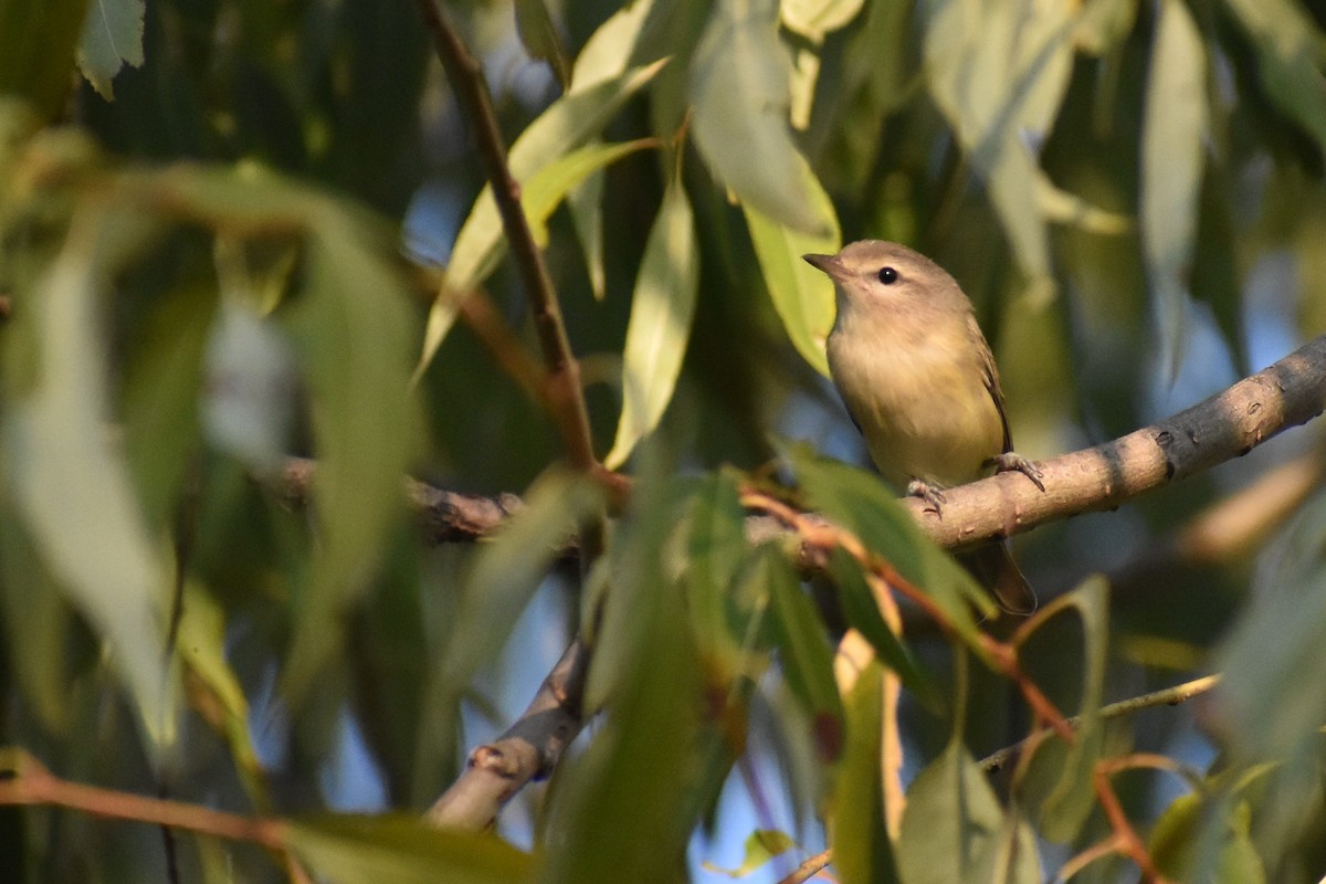 Warbling Vireo - ML623747407