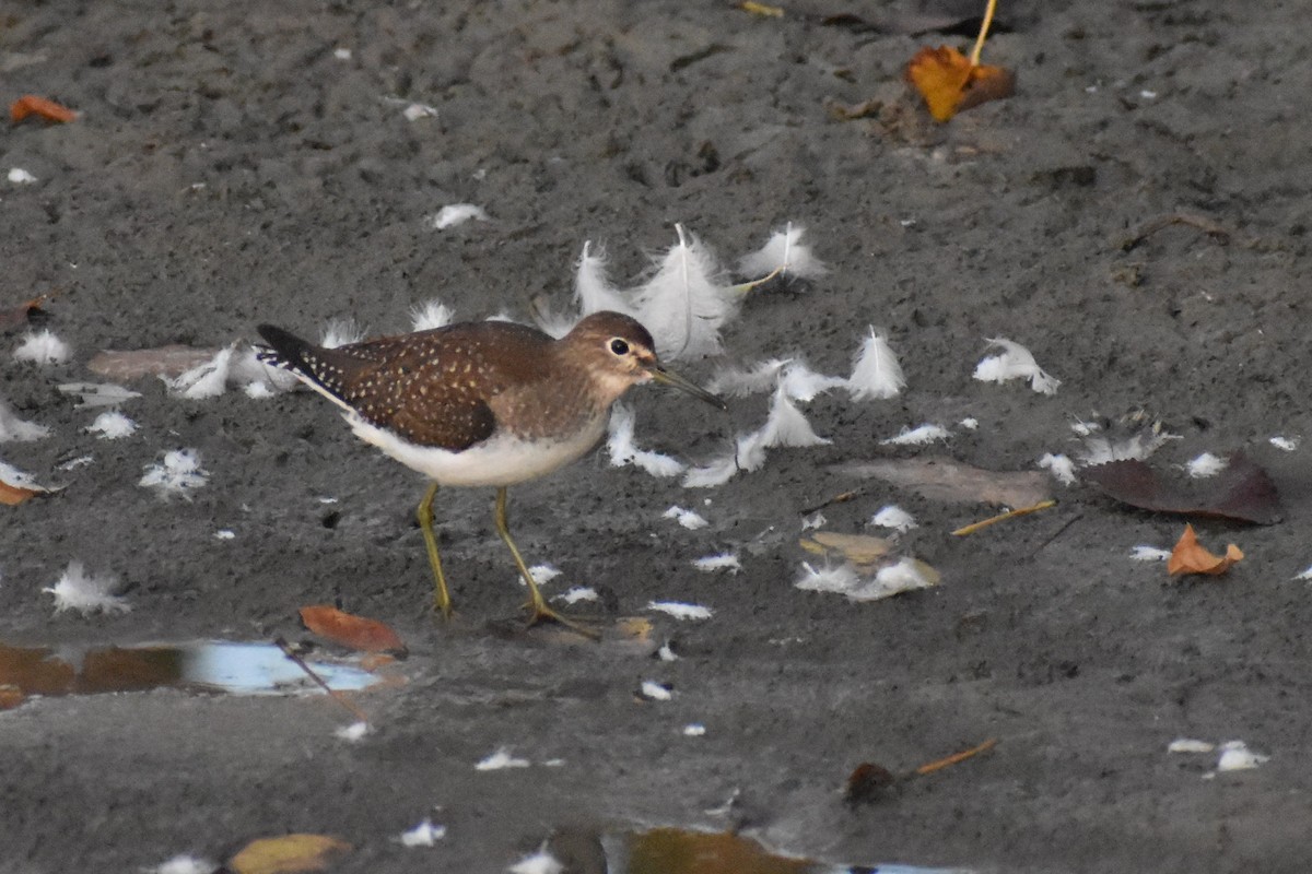 Solitary Sandpiper - ML623747418