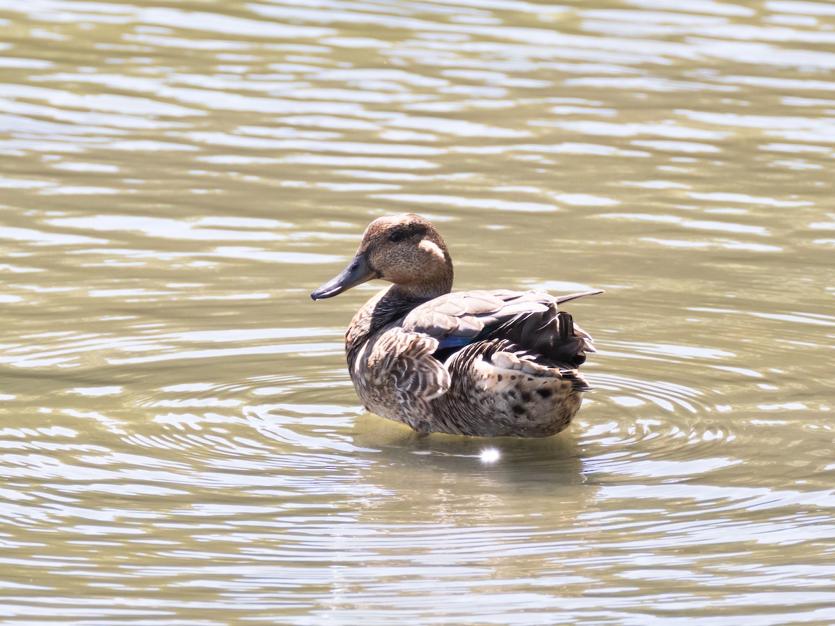 Green-winged Teal - Hiroyuki Tamura