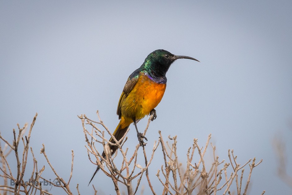 Orange-breasted Sunbird - ML623747445