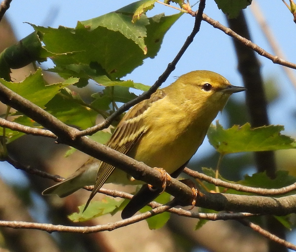 Blackpoll Warbler - ML623747471