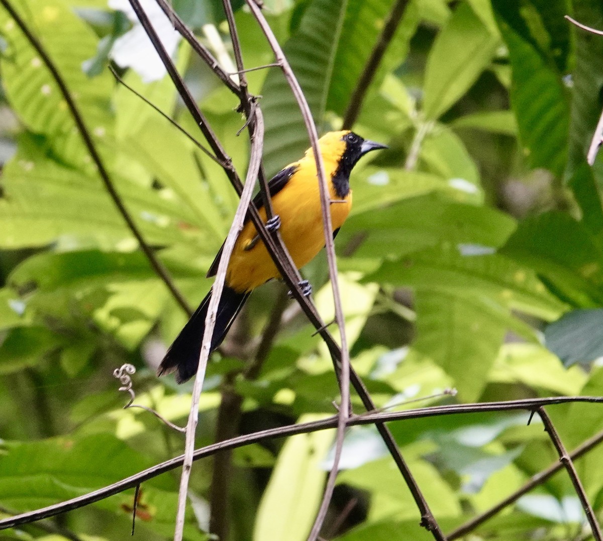 Yellow-backed Oriole - Jill Punches