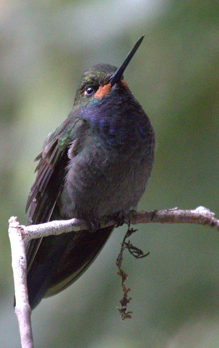 Colibrí de Bouguer Occidental - ML623747498