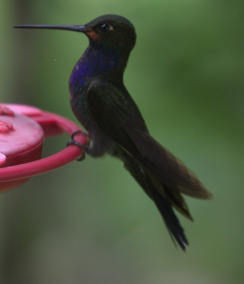 Rufous-gaped Hillstar - Don Coons