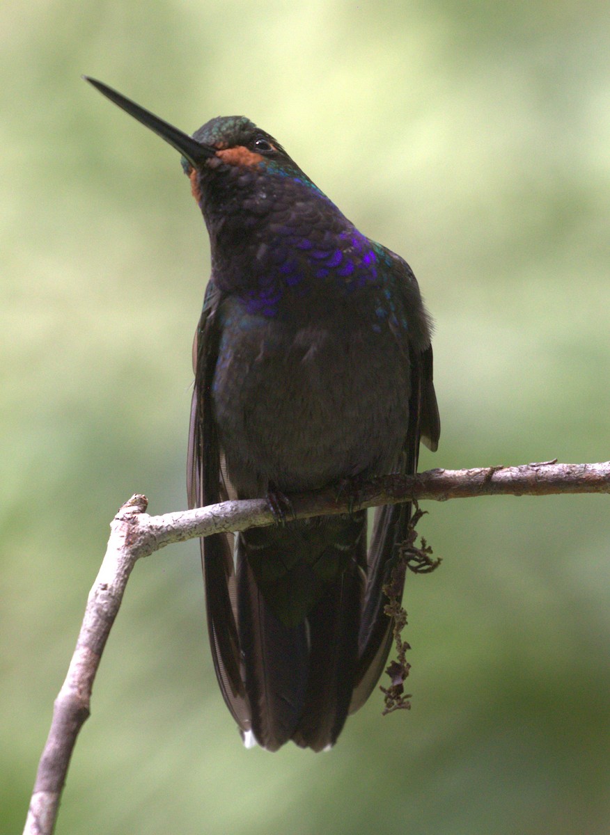 Colibrí de Bouguer Occidental - ML623747513