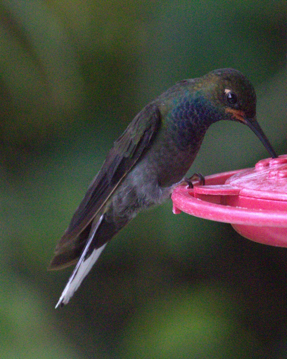 Colibrí de Bouguer Occidental - ML623747515