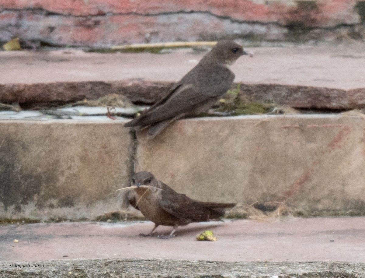 Dusky Crag-Martin - ML623747516