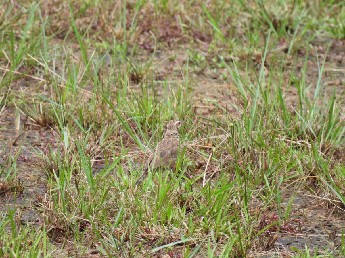 Paddyfield Pipit - ML623747517