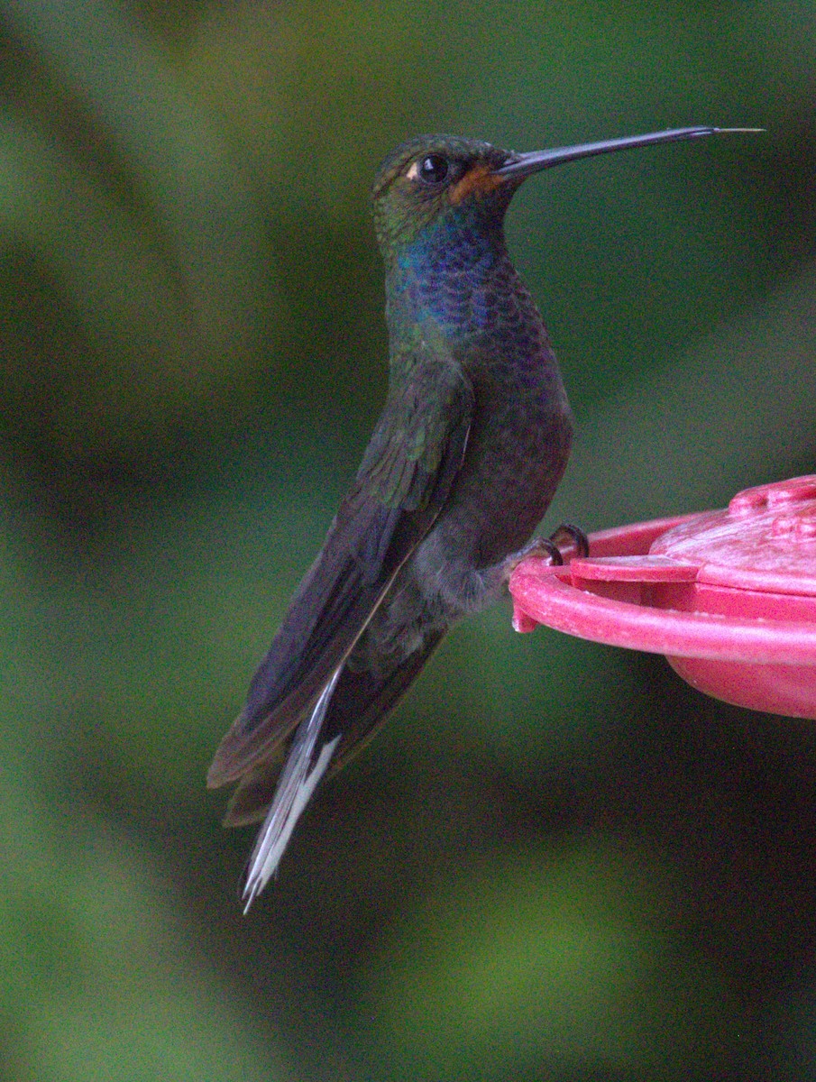 Colibrí de Bouguer Occidental - ML623747521