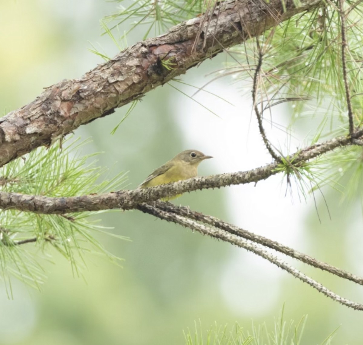 Connecticut Warbler - ML623747541
