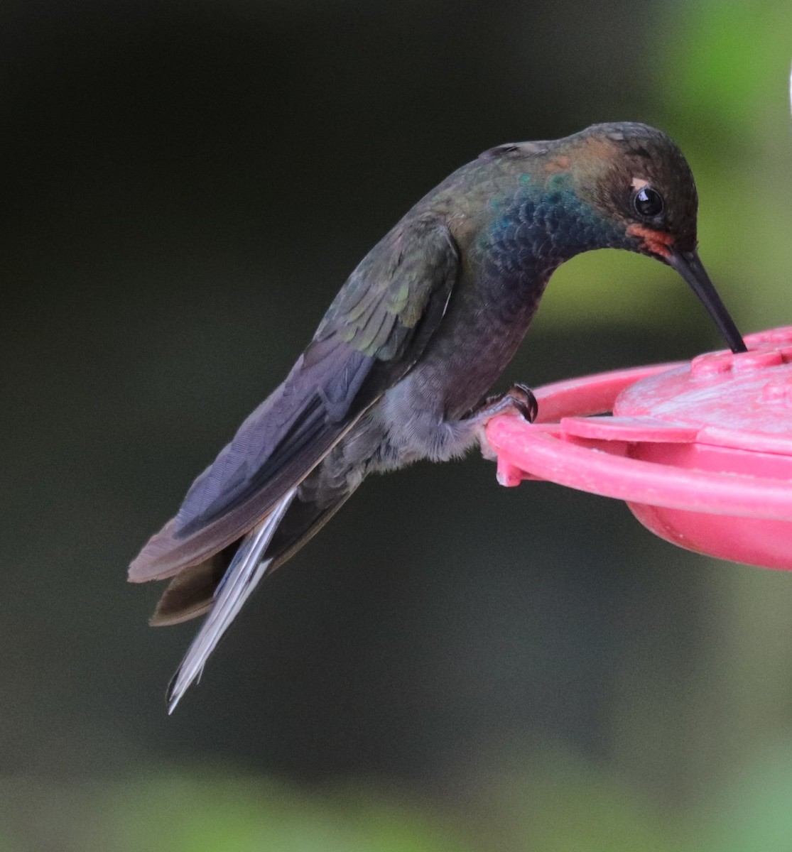 Colibrí de Bouguer Occidental - ML623747542