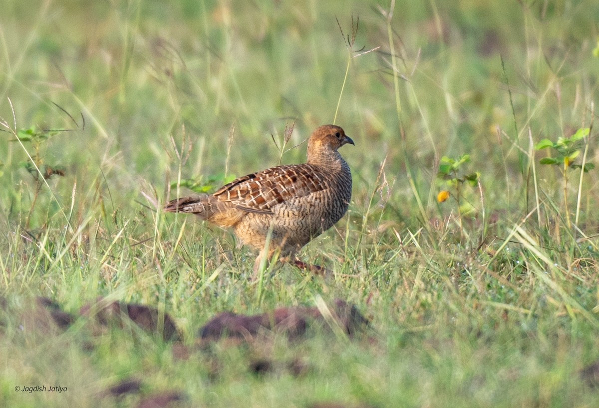 Gray Francolin - Jagdish Jatiya