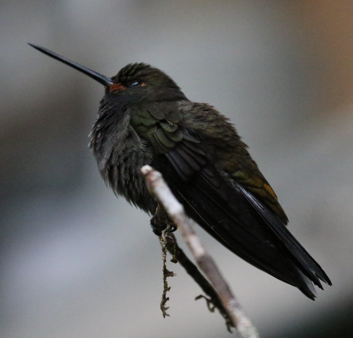 Colibrí de Bouguer Occidental - ML623747550