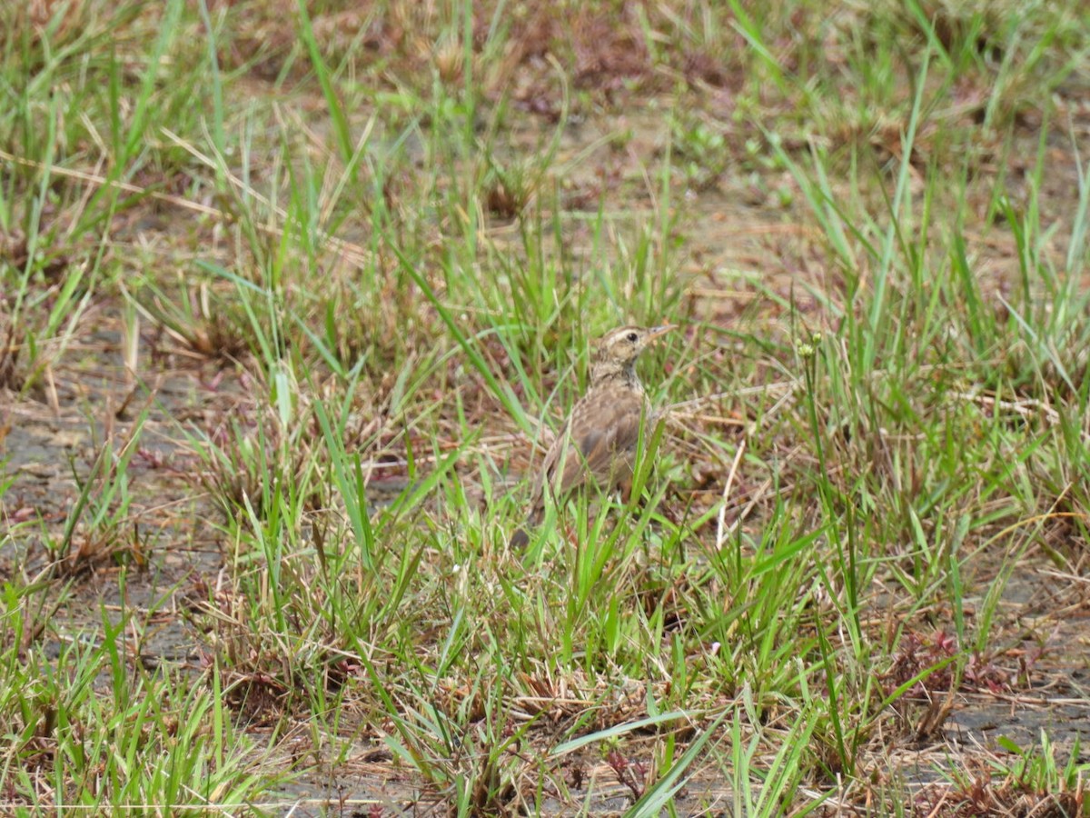 Paddyfield Pipit - ML623747561