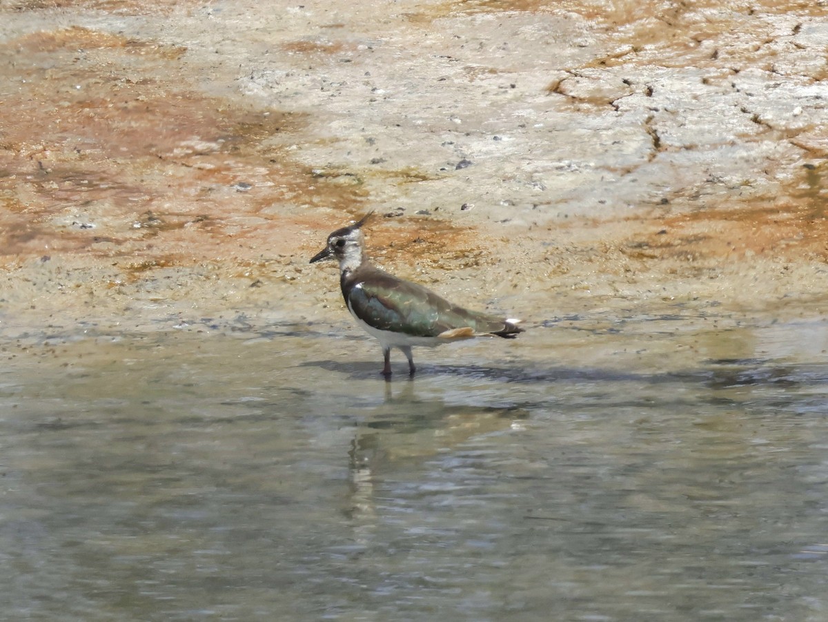 Northern Lapwing - ML623747576