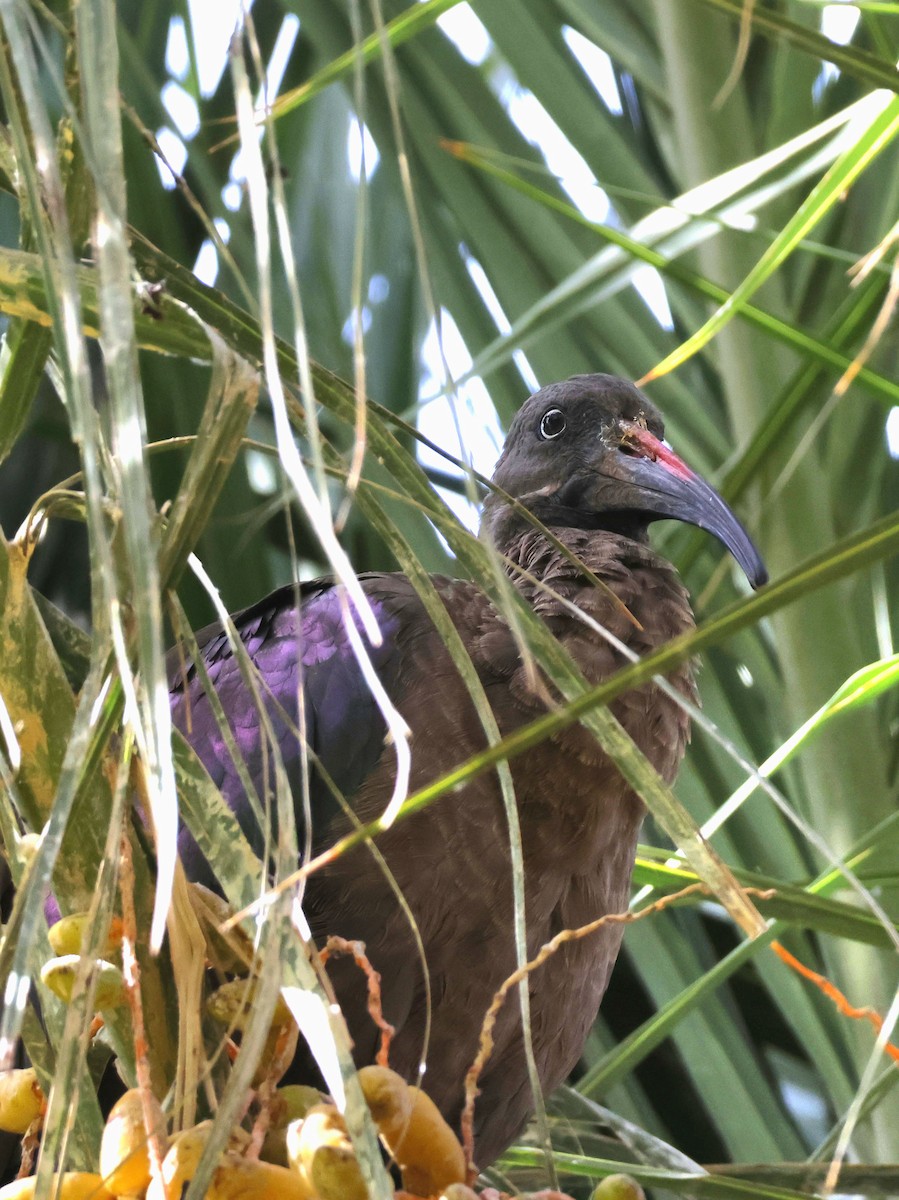 Hadada Ibis - ML623747616