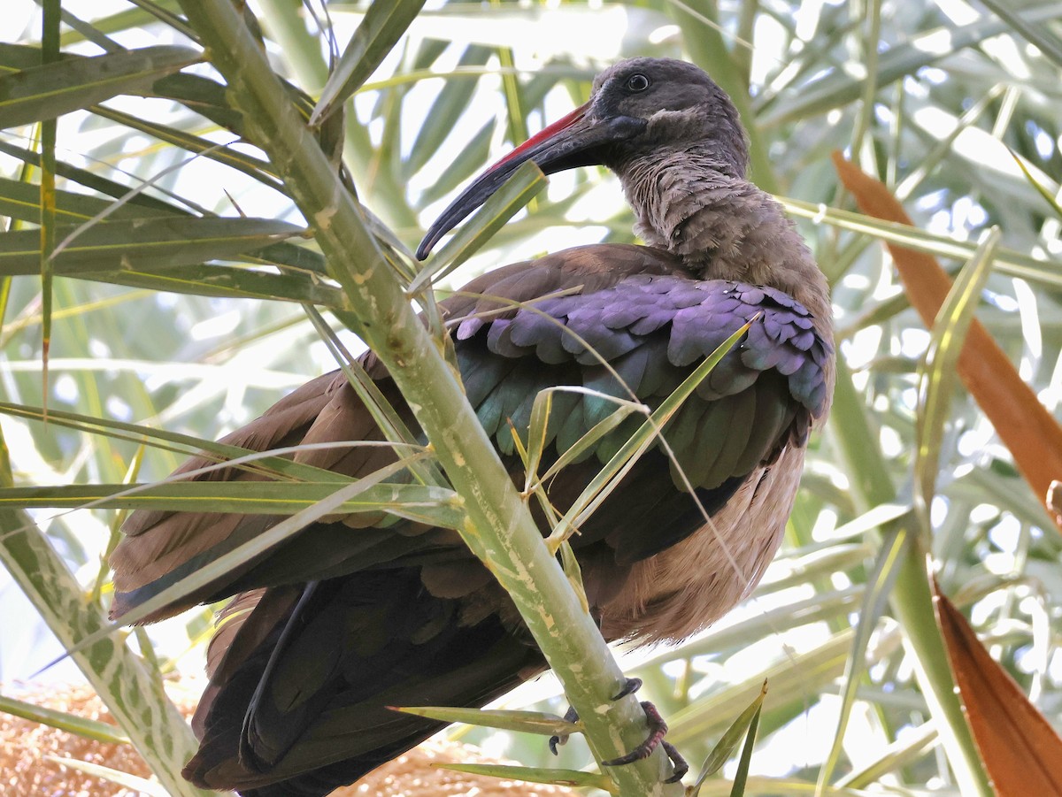 Hadada Ibis - ML623747617