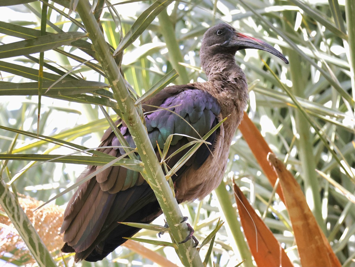 Hadada Ibis - ML623747618