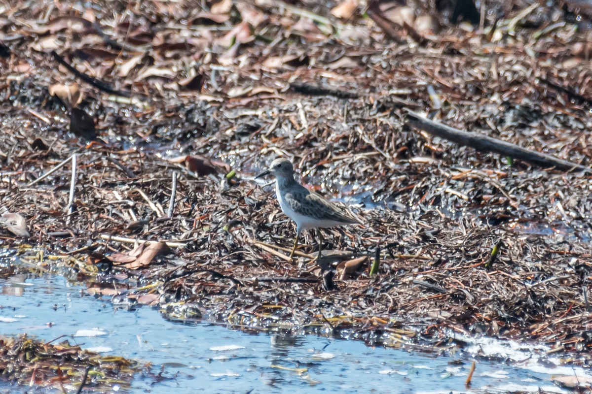 Least Sandpiper - ML623747634