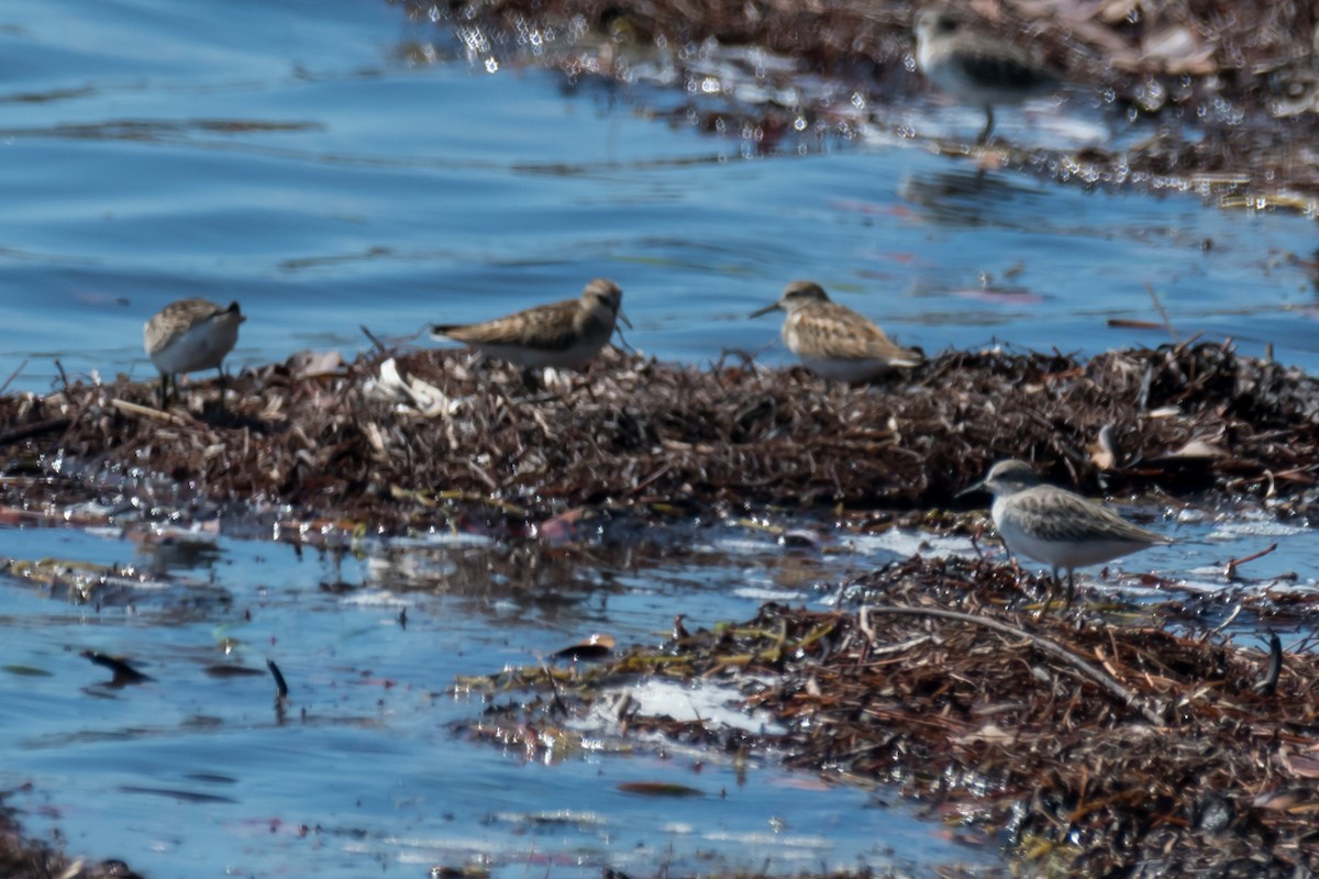 Western Sandpiper - ML623747636