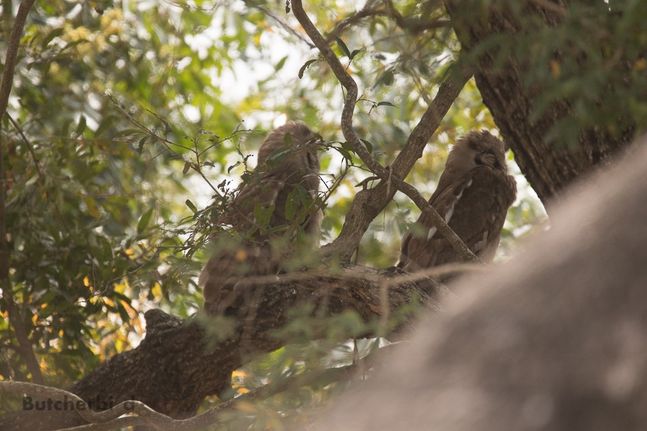 Verreaux's Eagle-Owl - ML623747643