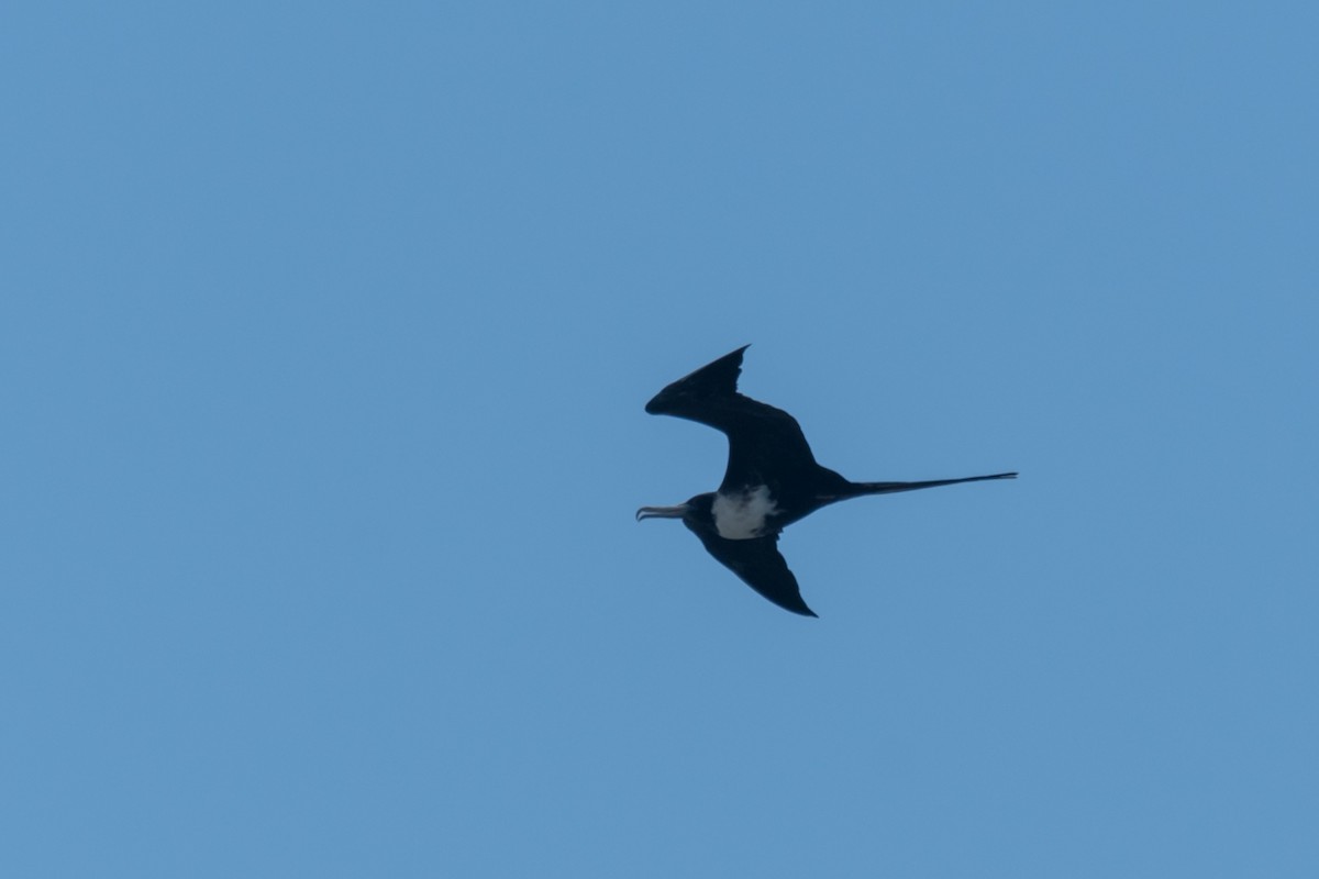 Magnificent Frigatebird - ML623747670