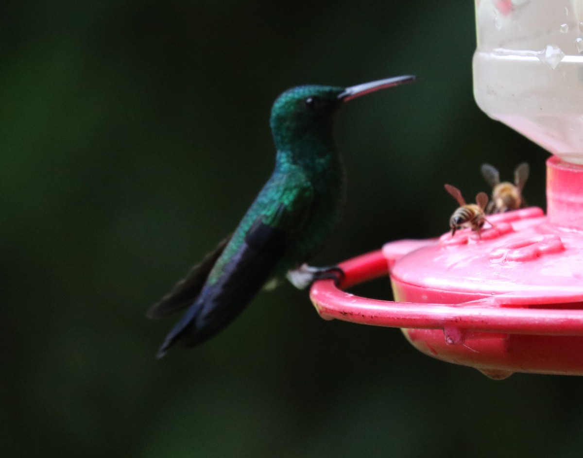 Steely-vented Hummingbird - ML623747672